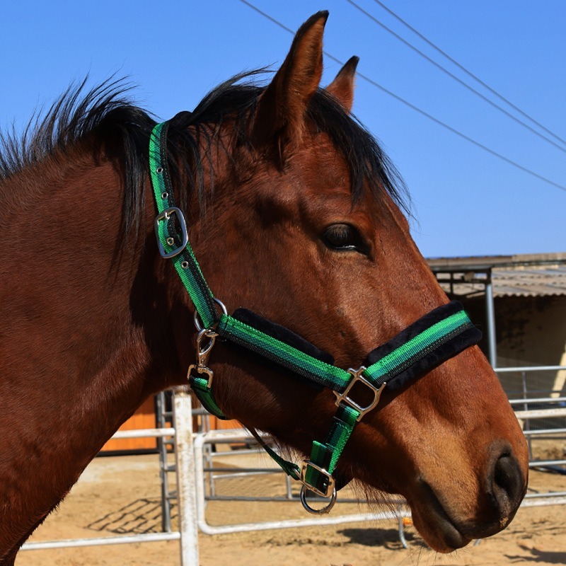 Wear‑Resistant Textile Horse H - Headcollar Rope Set recension och pris