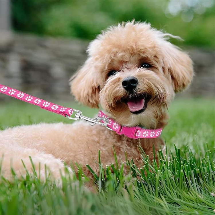 Dog Paw Print Pet Traction Rop - Headcollar Rope Set recension och pris